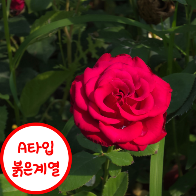 땅장미 1+1 사계절피는 정원장미 영국장미 유럽장미 장미꽃 묘목, (A)붉은계열