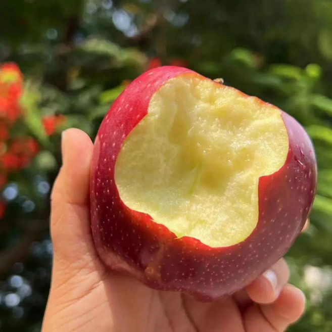 [최종할인]단독공급 꿀물폭포 아사삭소리 농부강추 사과, 1박스, 2kg