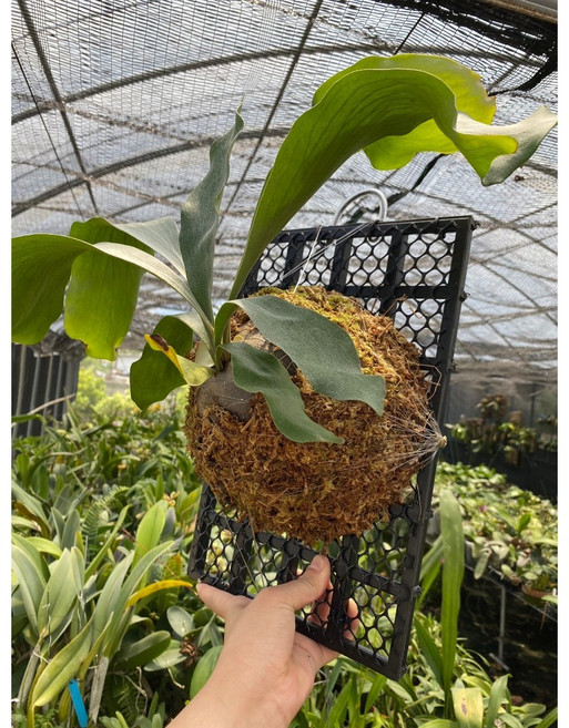 熊貓購物 植床板 鹿角蕨上板, 1個, 7*5格38*26公分(普通版)