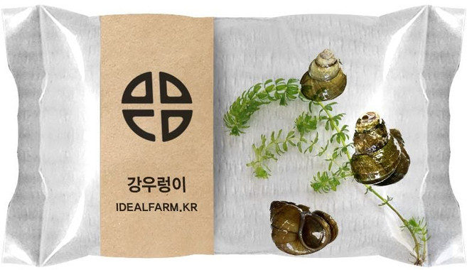 관찰 학습용 강우렁이, 단품, 상세페이지 참조
