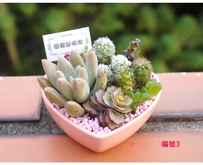 花樣渼栽盆栽生活館 多肉植物仙人掌盆栽, 1個, 愛心盆栽組-編號3