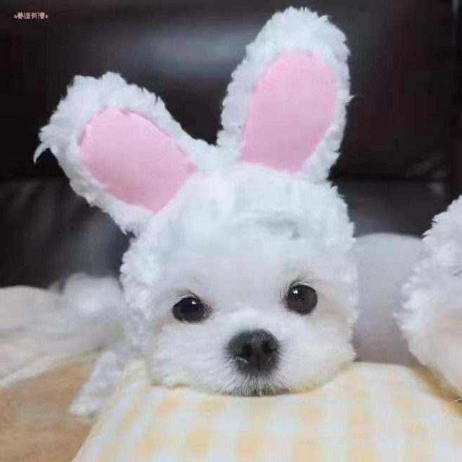 秋冬保暖可愛寵物帽子頭套 貓咪狗狗裝扮飾品變身頭飾用品, 1個, 帽子白色兔子,M（適合9.0公斤以內寵物）