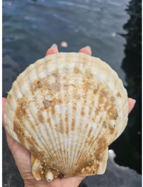 강원도 고성 생산 100% 국내산 참가리비 [동해안 산지 직송] [원산지:국산(강원도 고성군)], 1개, 1KG