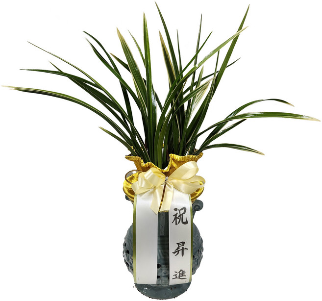 식물상사 동양란 황룡금 축하화분, 1개, 도자기