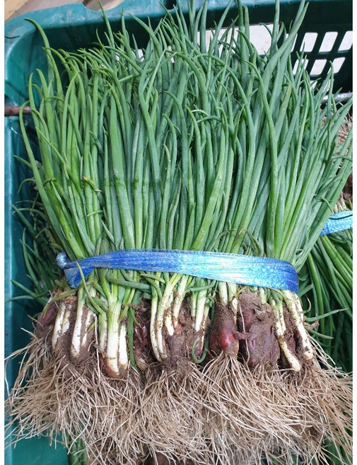 노지 쪽파 1단 실파 잔파 흙쪽파 다듬은쪽파, 전단다듬은쪽파, 1개