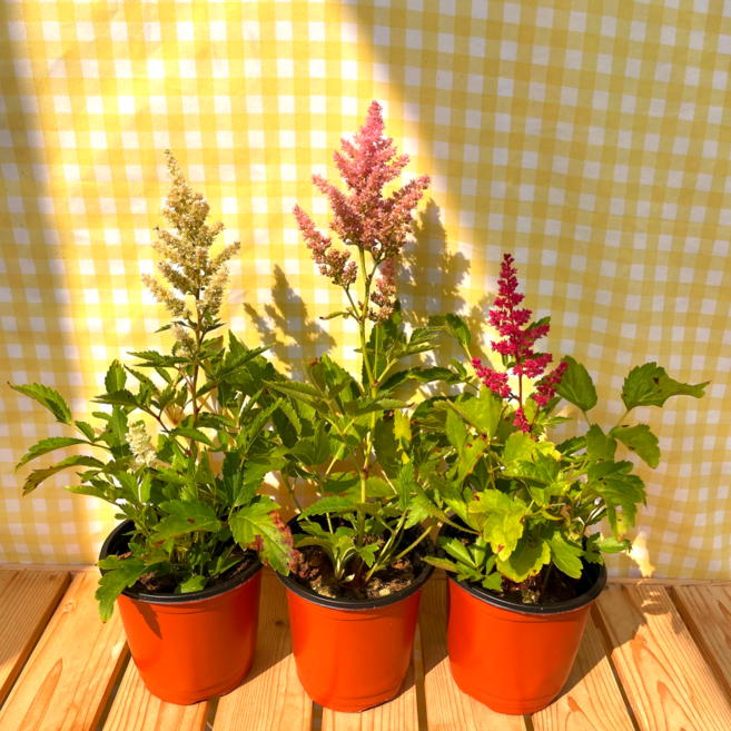 월동식물 아스틸베 노루오줌2+1, 1개