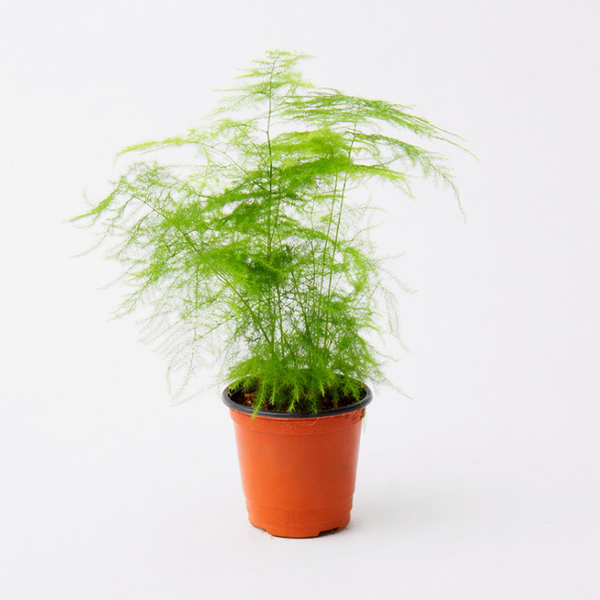 갑조네 아스파라거스 나누스 소품 실내 공기정화 인테리어식물, 단일, 1개