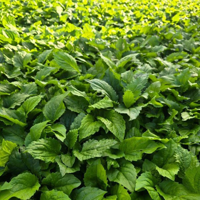 P 제주 생 취나물 4kg 맛과 향이 진한 연중판매 생취나물, P 제주 생 취나물 4kg 맛과 향이 진한 연중판매 생, 1