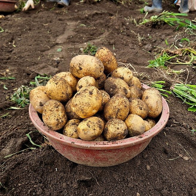 감자 강원도감자 두백감자 알감자 감자3kg 감자5kg, SS 조림 5kg, 1개