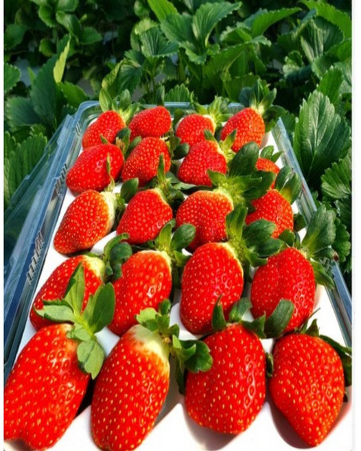 최상급 산지배송 명품 설향 생딸기 백화점 못난이 딸기, 1개, 소 (31-35과내외) 500g