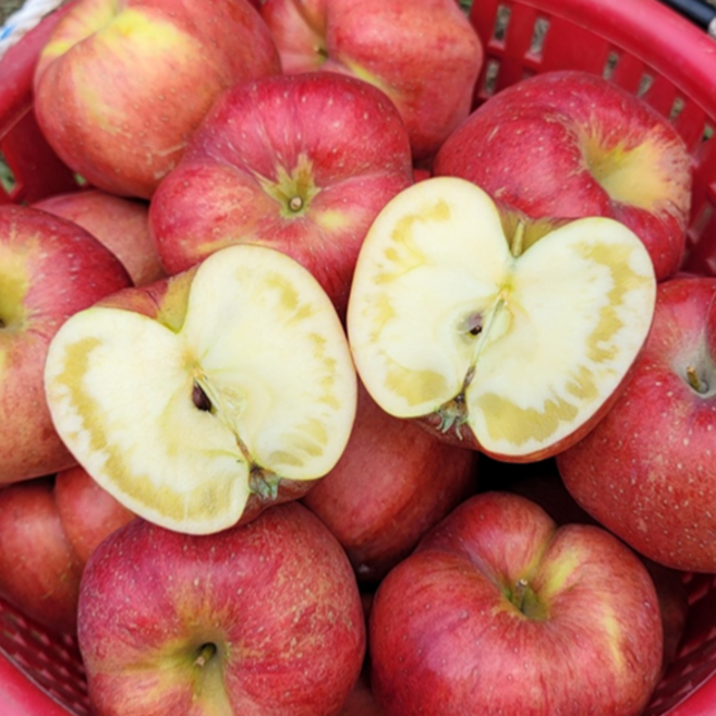 (고당도) 청송사과 꿀사과 아삭달콤한 사과, 1개, 5kg