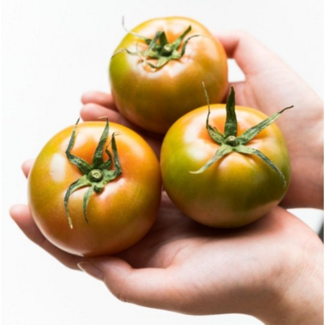 [신품종] 달콤한 오렌지 토마토 정품 토렌지, 1박스, 2.5kg(소과,S)