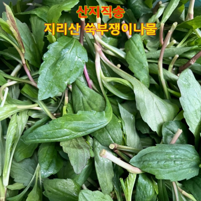십이계절 지리산 햇 쑥부쟁이 나물 구례 생 부지깽이 당일수확 산지직송, 1개, 1kg