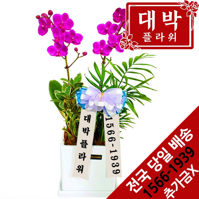 대박플라워 만천홍 서양란 승진선물 취임 영전 이전 개업선물 부모님선물 꽃배달, 1개