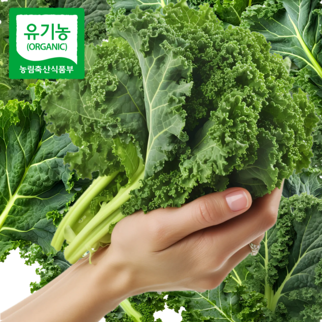 유기농 컬리케일 케일 쌈채소 샐러드용 산지직송 제철 신선채소, 500g, 1개, 500g