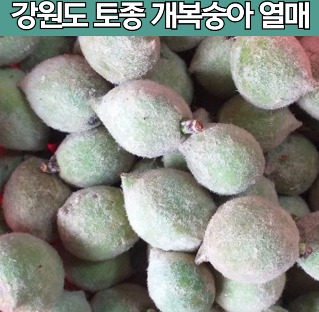 국내산 토종 야생 산복숭아 게복숭아 개복숭아 개봉숭아 돌복숭아 열매 구입 생과 수확 담금용 청 액기스 만들기 추천 10kg 10키로, 1개