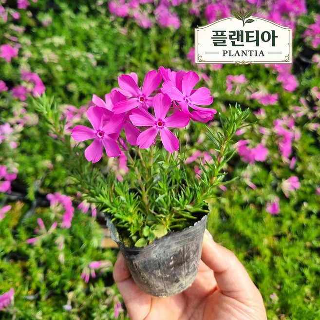 플랜티아 꽃잔디 모종 홍설 모종 포트묘 정원 다년초 노지월동 야생화, 30개 - 쿠팡