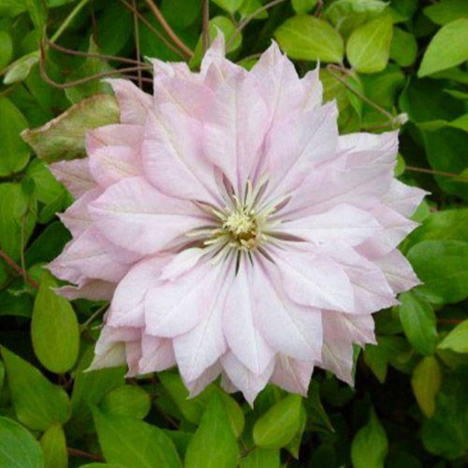 클레마티스 바이올렛 엘리자베스 포트묘 12cm포트 이중개화 겹꽃, 12cm  포트