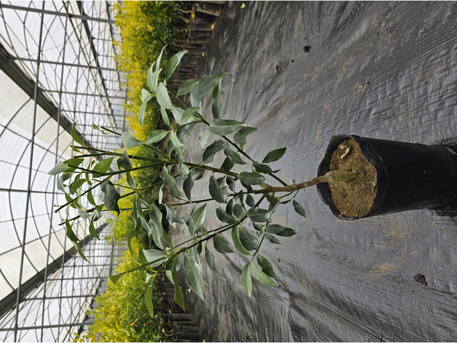 [제주한라농원] 포트묘 4년생 한라봉나무 우량품종 가정원예, 1개, 한라봉 결실주 포트묘