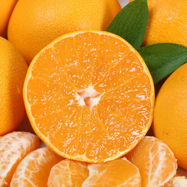 (신선집중) 제주직송 과즙가득 천혜향 4.5kg 꼬마과(3245과내외)/2건 이상 구매 시 2000원, 1개