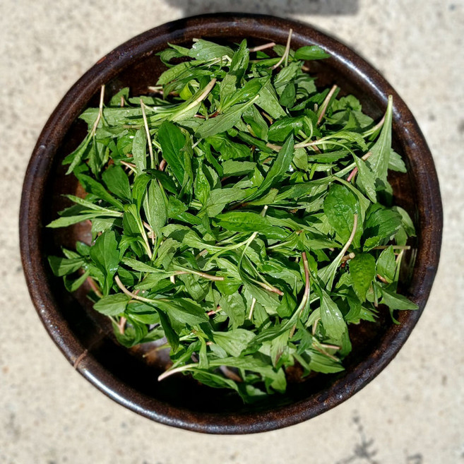 구례 26년 햇 생쑥부쟁이 부지깽이나물 생나물 부지갱이 봄나물 제철 산지직송 500g 1kg 2kg, 1박스, 생쑥부쟁이나물