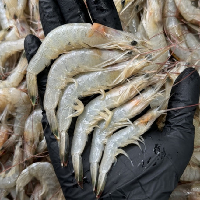 싱싱햇 국산 중하새우 시바새우 김장 생물 새우, 1세트, 1kg(100미내외)