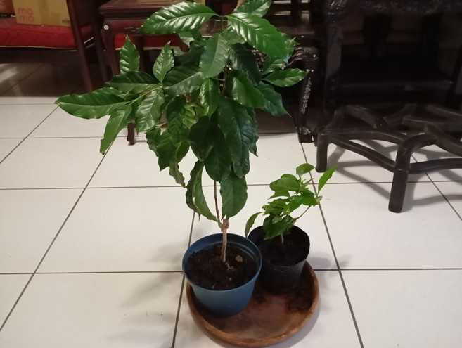 室內盆栽咖啡樹苗：綠植盆栽 美化居家空間 體驗種植樂趣 新手也合適, 綠色, 1箱