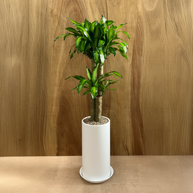 (리본+받침대 증정+서울 경기 당일배송) 알레스구테 개업 집들이 승진 취임 축하 화분 거실 인테리어 사무실 이전 병원 카페 개업식 공기정화 식물, 1개, 10. 행운목