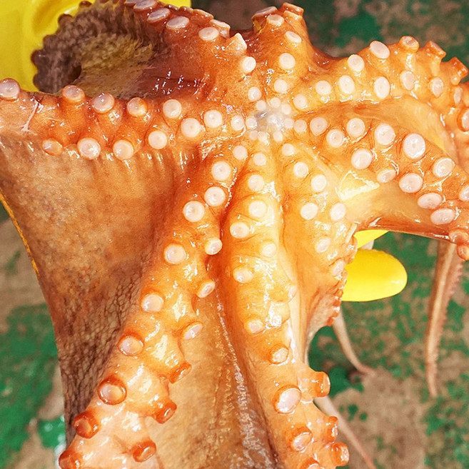 가을겨울 제철 통영굴 홍가리비 삼배체 굴구이찜 외, 1개, 제수용돌문어1kg