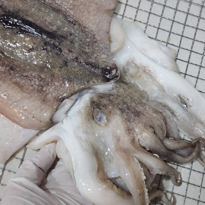 국내산 반건조 갑오징어 1kg, 1개, 상세페이지 참조