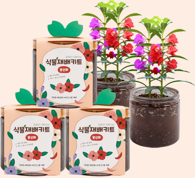마마픽스 이지그로우 식물재배키트 3개 세트(11종), 재배키트-봉선화3개