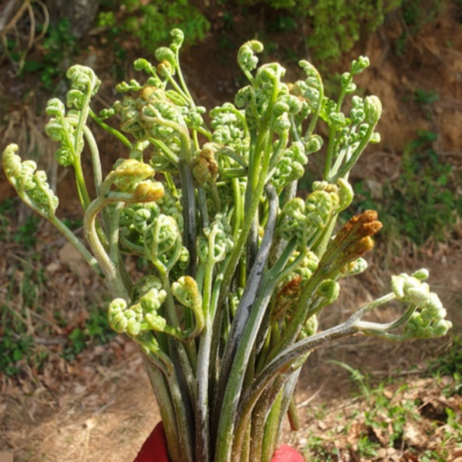 산지직송 제주도 자연산 생고사리, 1개, 1kg