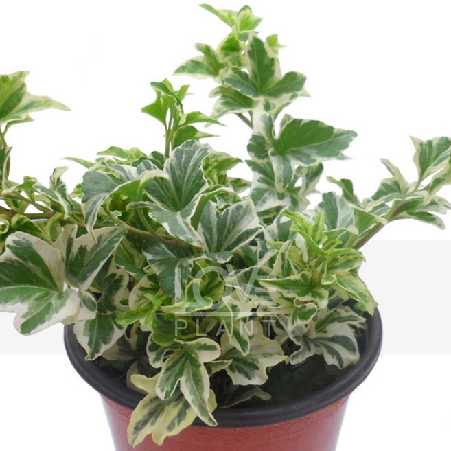 꽃사랑식물나라 수성아이비 헤데라 원예식물 아이비 화이트칼라 공기정화식물 인테리어, 1개