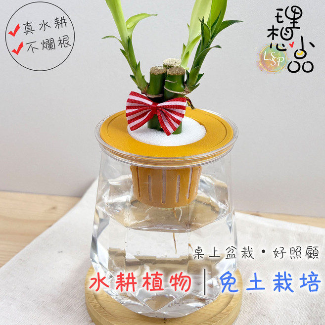 開運竹 水耕盆栽 免土栽培 桌上擺飾, 開運竹+塑膠鑽石盆-透明色, 1個