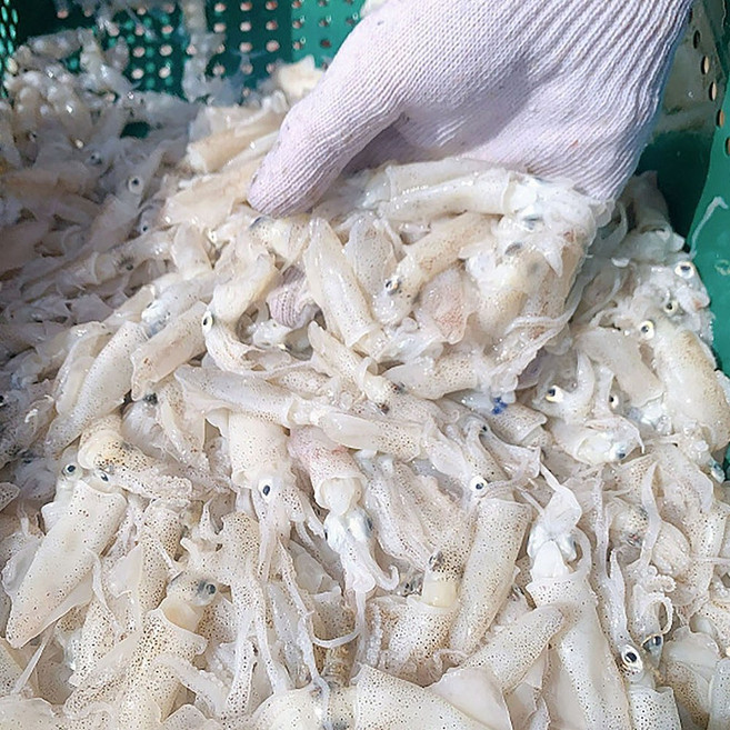 서해 활 호래기 생 꼴뚜기 생물 꼴뚜기 회 생물 호래기 회 호레기 횟감꼴뚜기, 1개, 1kg 120-160미