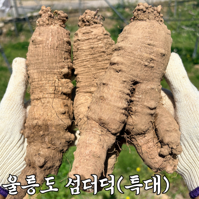 울릉도 더덕 산더덕, 1개, 1kg(특대)