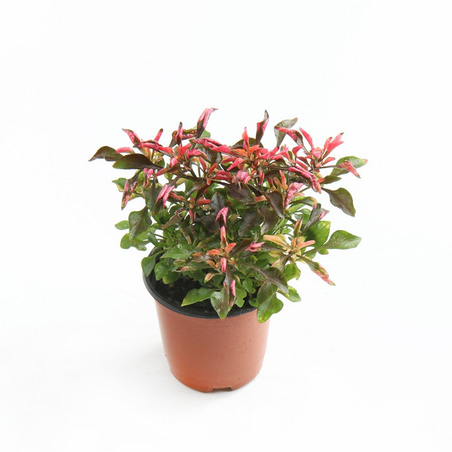 갑조네 알테난테라 화분 모종 수초 화초 플랜테리어 식물 키우기, 1개