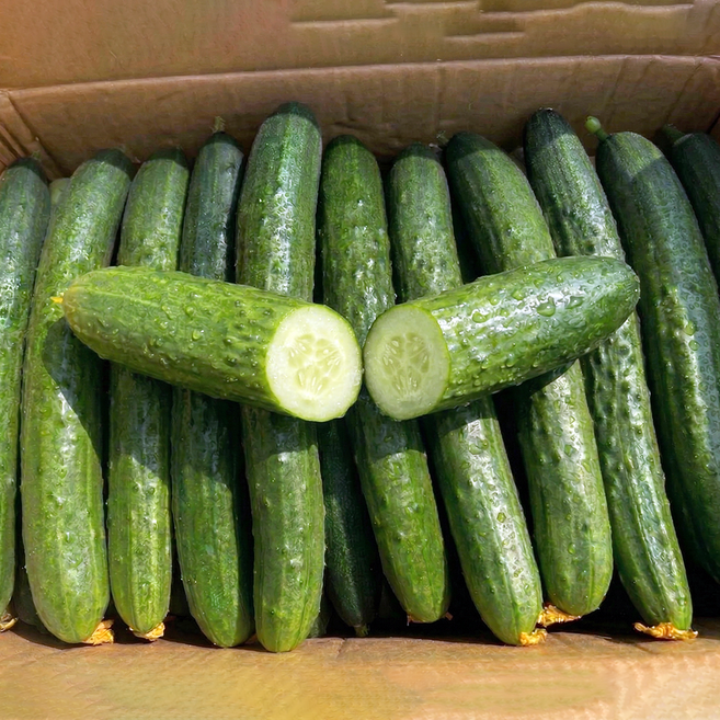 [농장직송] 국내산 백오이 백다다기 오이소박이, 1박스, 2kg