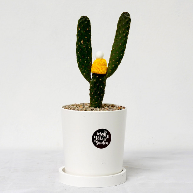 언제나 행운을 가져다 주는 만세선인장, 1개