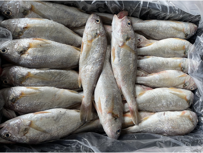 [급속냉동] 자연산 백조기 10kg (사이즈 옵션), 일반 사이즈, 1개