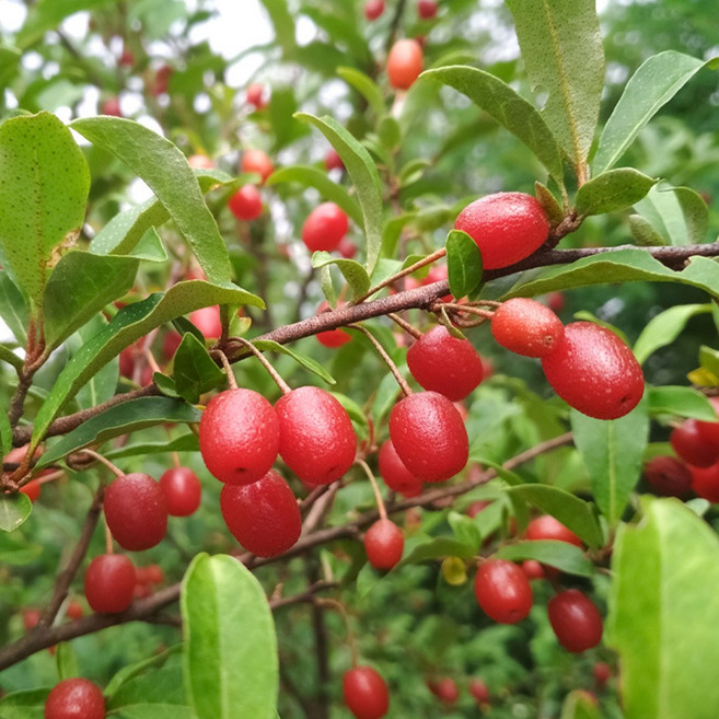 상상정원 보리수 나무 묘목 - 삽목묘, 1개, 삽목/1년생
