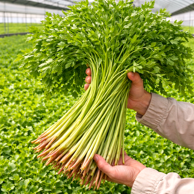 청도 특산품 세척 생 미나리 선별포장, 2개, 200g