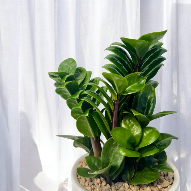 가장 낮은 가격 보장 보석금전수 돈이 들어오는식물, 금전수