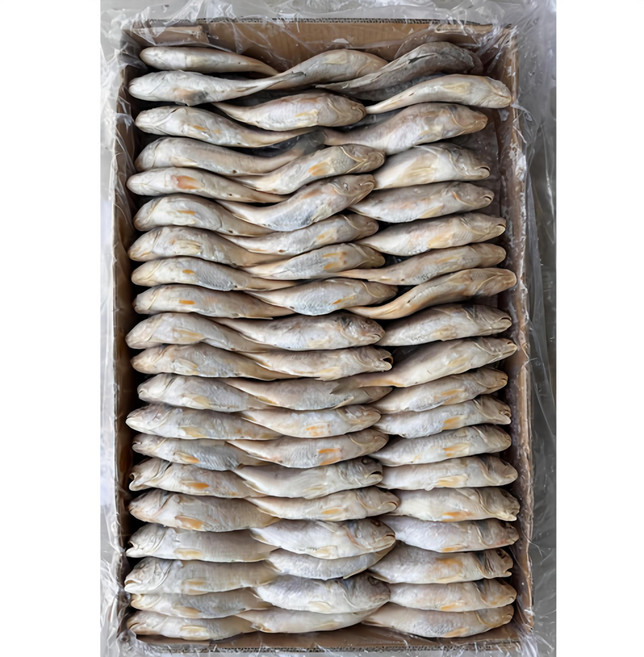 힘찬푸드 민어조기 10KG 100마리전후 수조기 긴가이석태, 1박스