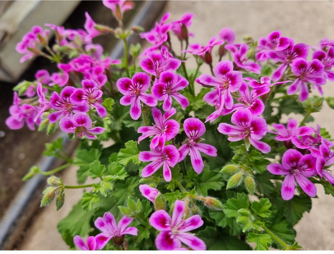 (떡잎상가) 스타파라솔 이렇게나 예뻐~ 랜디제라늄, 사진참조, 1개