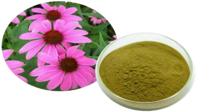 에키네시아 농축 추출물, 1개, 500g