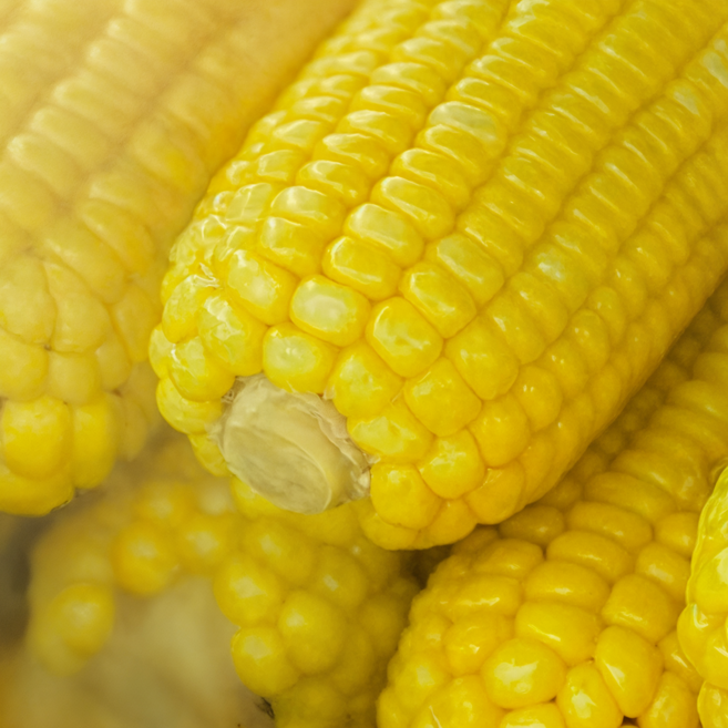 25년수확 진공포장 냉동 강원도 초당옥수수, 1세트, 10개입