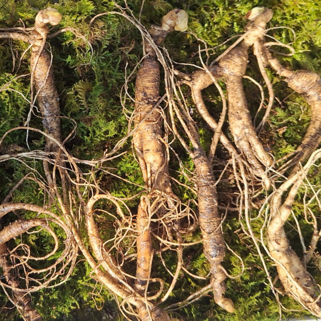 [한국명품산삼] 100% 국산 파지삼 10~12년근 5뿌리 10뿌리 산양삼 장뇌삼 산양산삼 국내산 산지직송 선물용, 10g, 10개