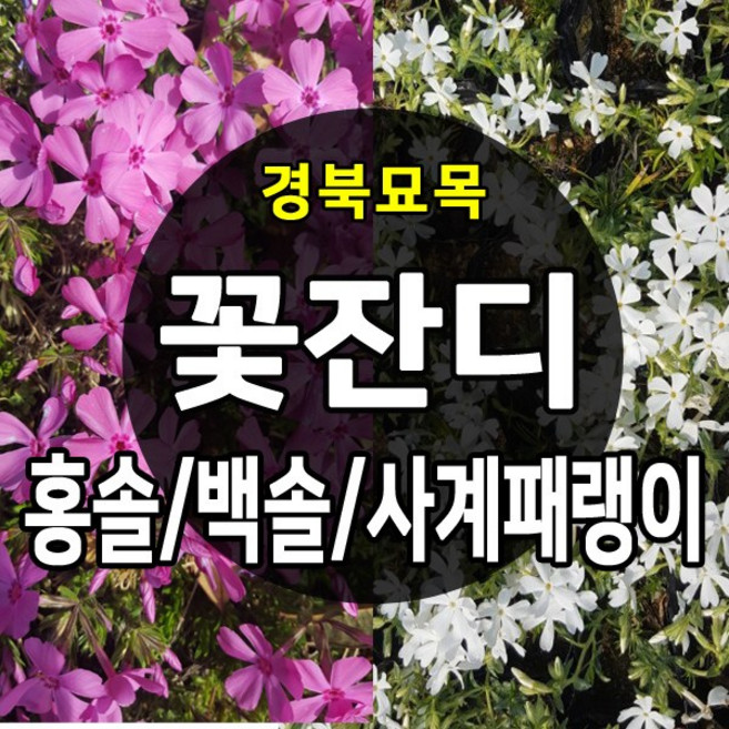 [경북농원] 꽃잔디 백솔/홍솔 / 사계패랭이 50포트 판매, 꽃잔디_백솔 50포트, 1개, 포트