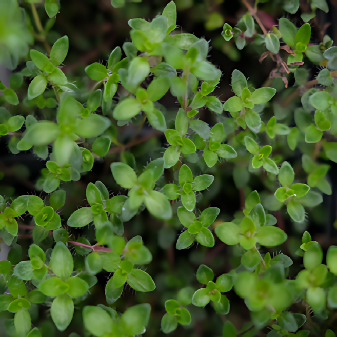 잔디대체 고급 지피식물 포복성백리향 매직카펫 씨앗 1000립 대포장, 1개